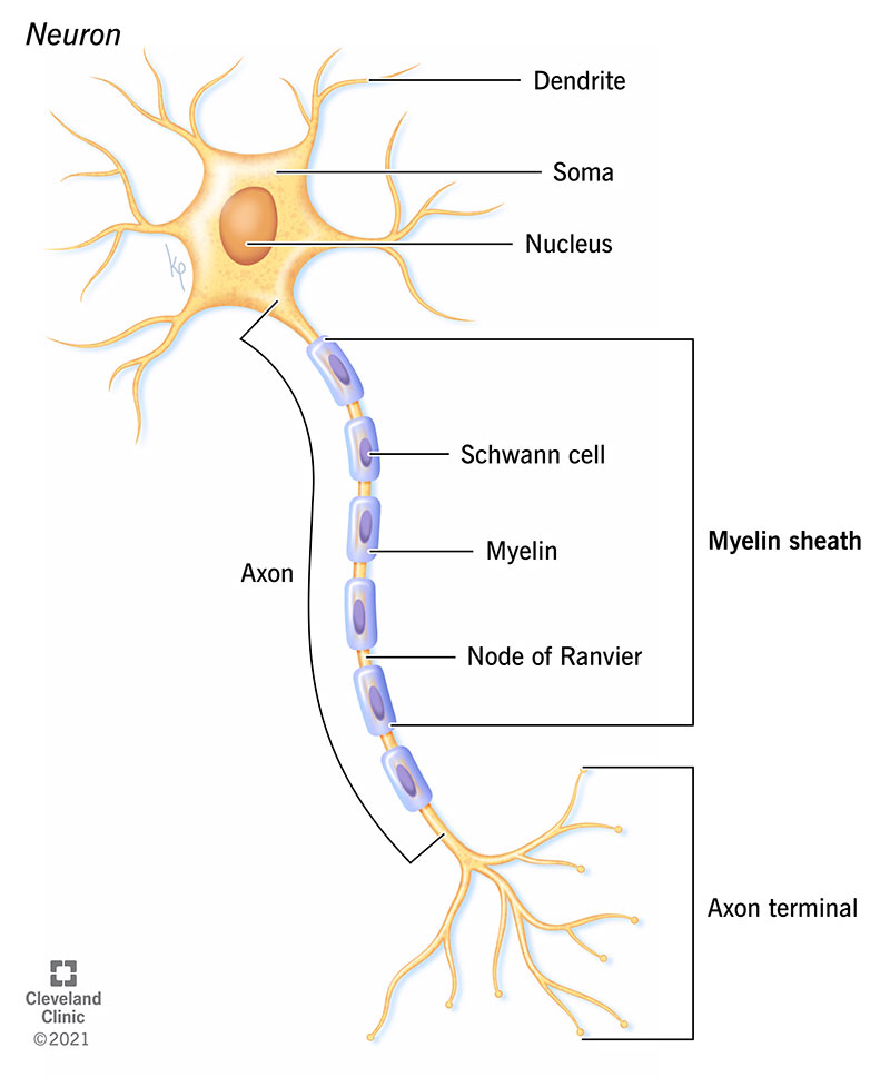 22974-myelin-sheath